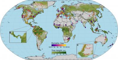 Geo-referenced tree mortality plots (n = 1303) in the database. Dots are color coded according to the year of mortality. Each point has been precisely georeferenced. Insets show examples of dense plot networks in Canada, Central America, and Southwest Australia.