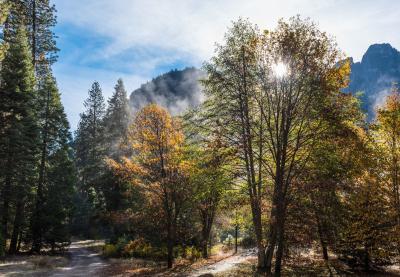 Photograph of trees in front of mountains on a sunny day