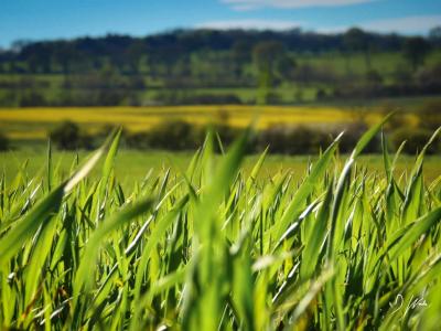 Close up photograph of green crops in an agricultural setting