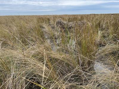 A photograph of a marsh with standing water among the plants