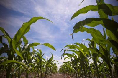 Corn yields are greatly impacted by extreme temperatures, especially heat