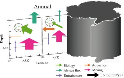 Schematic of the annually integrated fluxes of carbon in the Southern Ocean mixed layer.