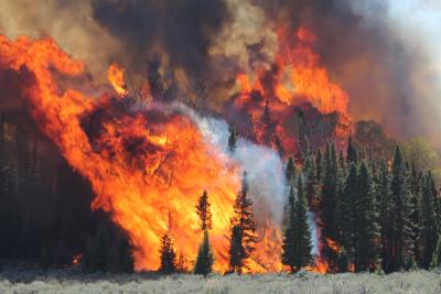 a large wildfire engulfing evergreen trees