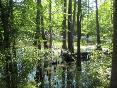 a flooded wetland with cypress trees