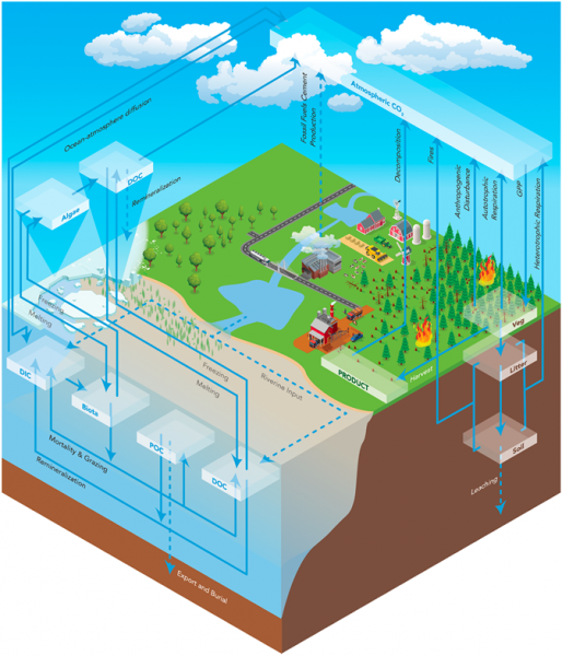 From a 2020 paper led by Susannah Burrows, this diagram illustrates the global carbon cycle in the E3SMv1.1‐BGC model. Major carbon pools are boxes, and fluxes are arrows.