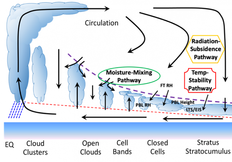 Schematic of the physical pathways through which deep convection and large-scale circulation link to low cloud feedback in global climate models.