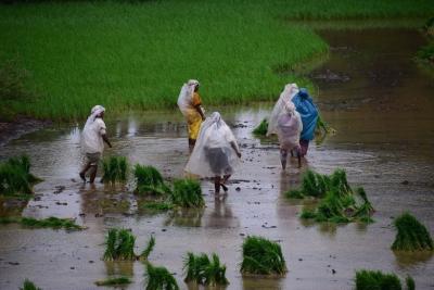 Researchers confirmed through modeling that excess irrigation over northern India causes a northwestward shift in monsoon rainfall and intensifies extreme precipitation over Central India. Image by Zeyd Ladha from Pixabay. 