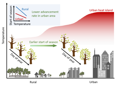 Urban warming advances spring phenology but reduces the response of phenology to temperature in the conterminous United States