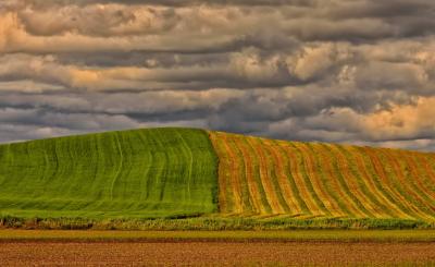 In models, agricultural producers’ imperfect expectations of market and weather conditions generated market fluctuations that then further magnified market responses to climate variability. 