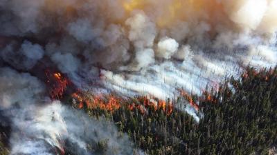 forest fire line
