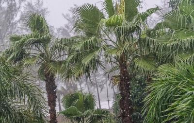 Monsoon tropics. 